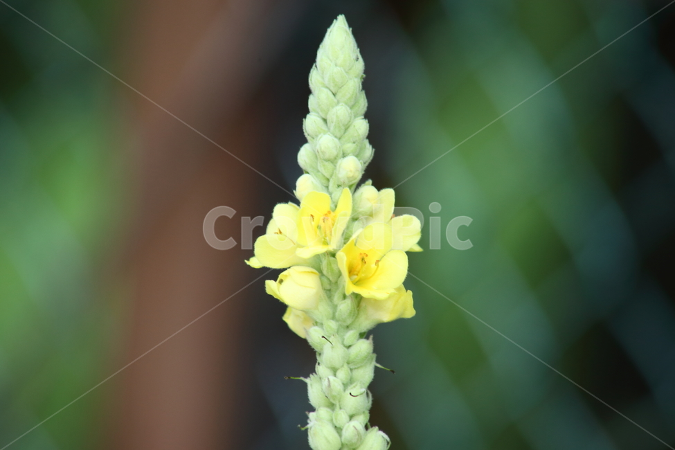 우단담배풀,꽃,여름,commonmullein,verbascumnigrumlinne