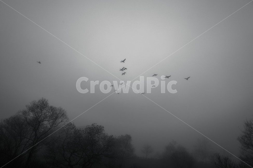 안개,나무,안개낀아침,화포천,습지,자연,풍경,nature,landscape,동물,animal,조류,새,birds,흑백,모노톤,monochrome,black and white