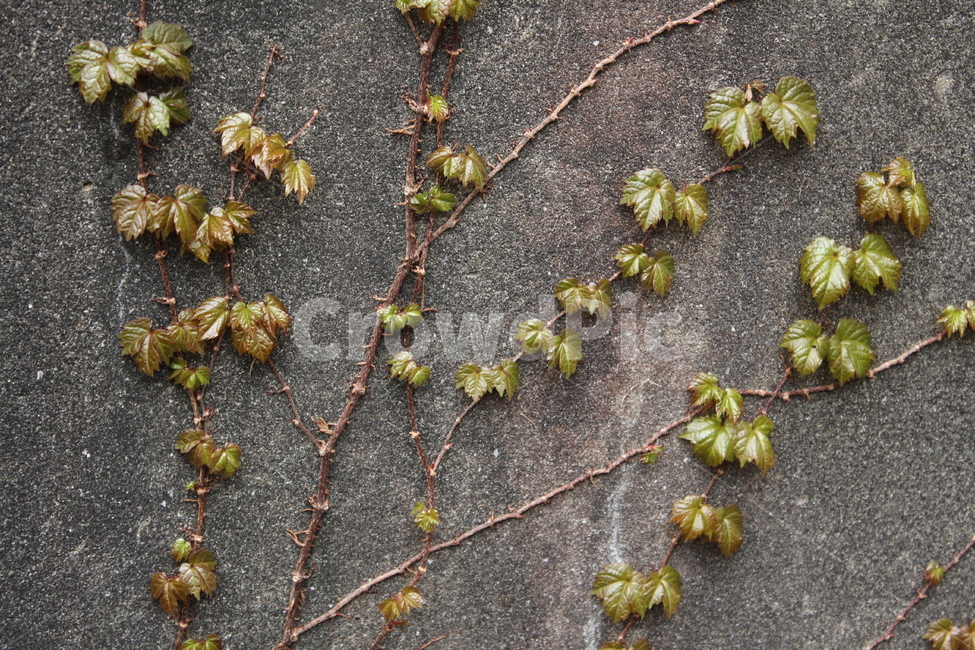 plant,식물,leaf,잎,담,벽,넝쿨,덩쿨,잎사귀
