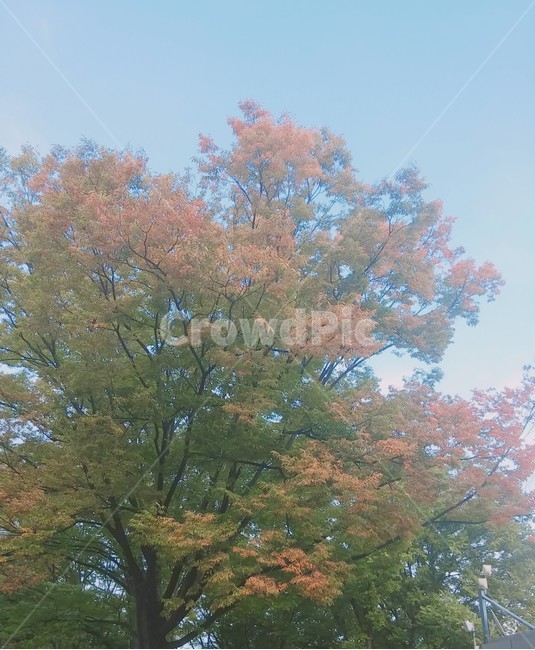 나무,가을,하늘,단풍,식물,plant,tree