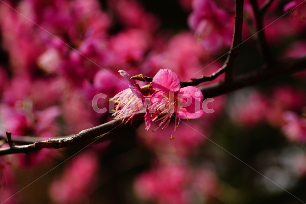 홍매화,한국자연,꽃,꽃사진,플라워,flower,봄,봄꽃,spring,식물,plants,자연,nature,풍경,landscape,계절,season,snap,스냅,접사,macro,closeup,클로즈업,감성사진,감성,힐링,healing,느낌,feel,feeling,꽃밭,화단,나무,나뭇가지,tree,꽃봉오리,4월,April,봄,계절,spring,season,식물,자연,plants,nature,꽃,flower,plant
