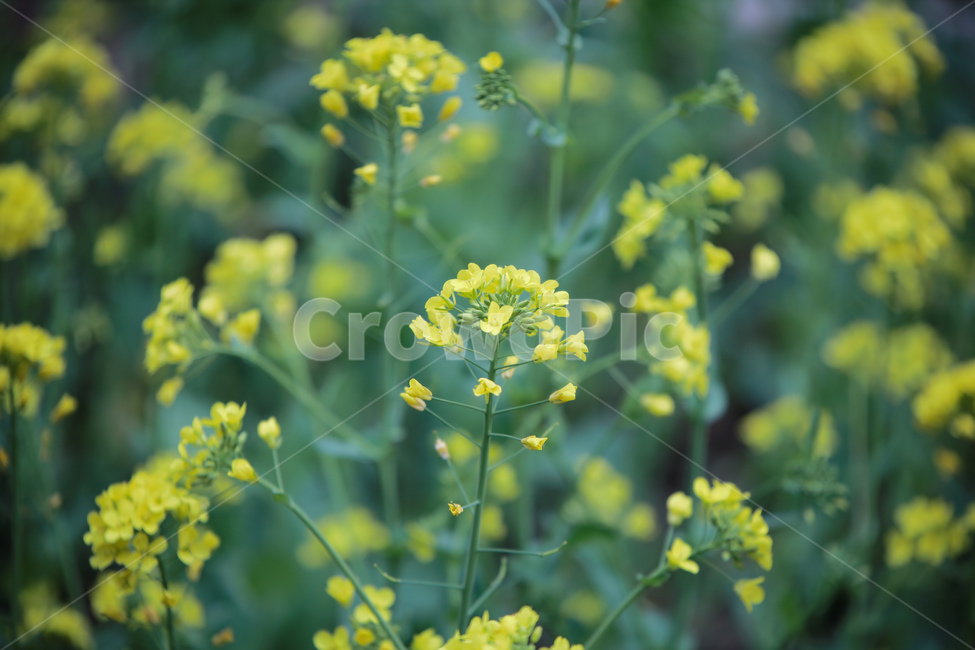plant,식물,blossom,꽃,flower,유채꽃