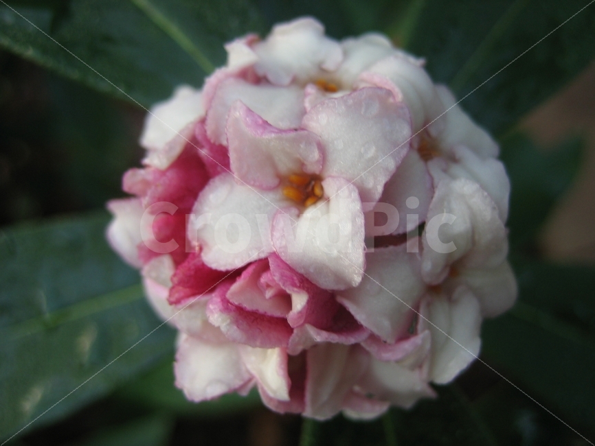 꽃,식물,숲,더불어,함께,애틀란타,식물,자연,plants,nature,꽃,flower