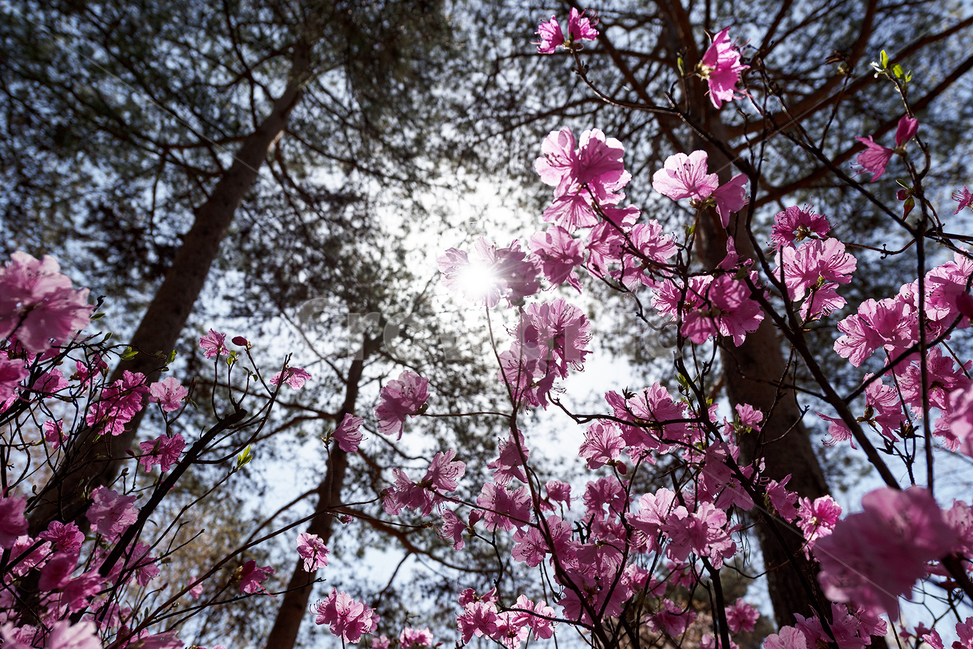 진달래꽃,봄,봄꽃,봄소식,소나무,봄,계절,spring,season,식물,자연,plants,nature,꽃,flower,plant,blossom