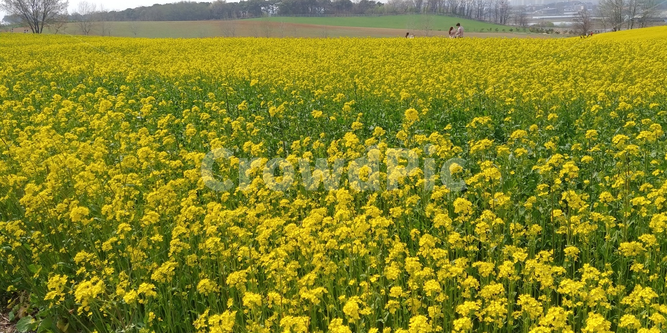유채,유채꽃,꽃,봄,flower,자연,식물,자연,plants,nature,꽃,flower