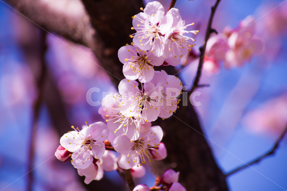 벚꽃,나무,봄,벚꽃구경,꽃,자연,flower,flowers,식물