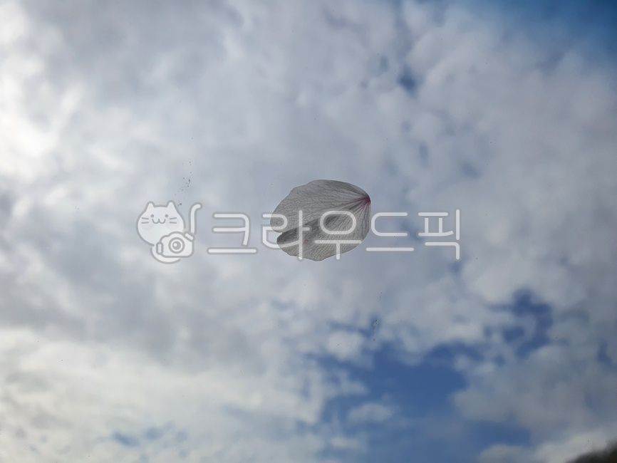 cherry blossom petals,petal,regret,Fly fly fly,spring sky,riding the wind,flying cherry blossoms