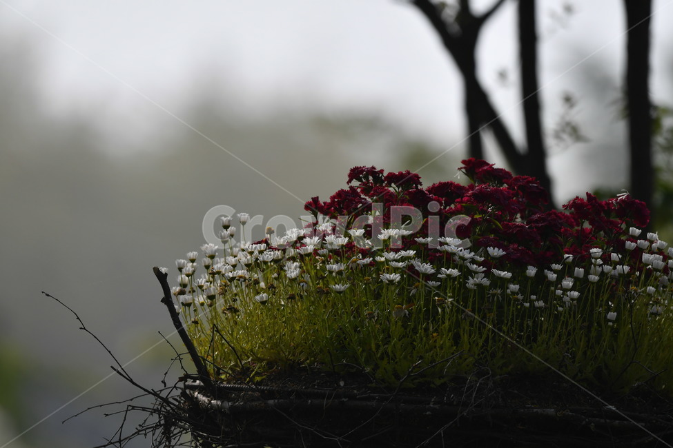 식물,자연풍경,꽃,감성사진,봄,봄,계절,spring,season,식물,자연,plants,nature,꽃,flower,plant
