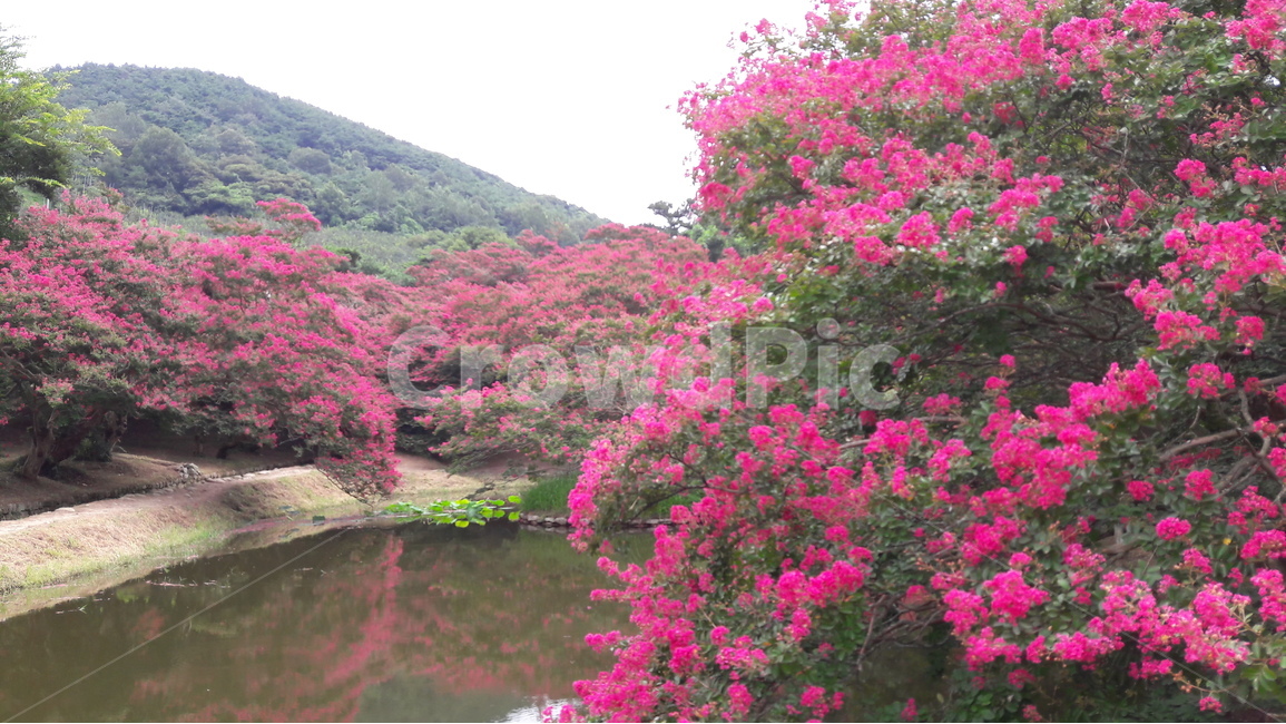 담양,명옥헌,원림,정원,배롱나무꽃,반영,자연,풍경,nature,landscape,한국자연풍경,한국자연경관,korea nature landscape,plant,식물,blossom,꽃,flower