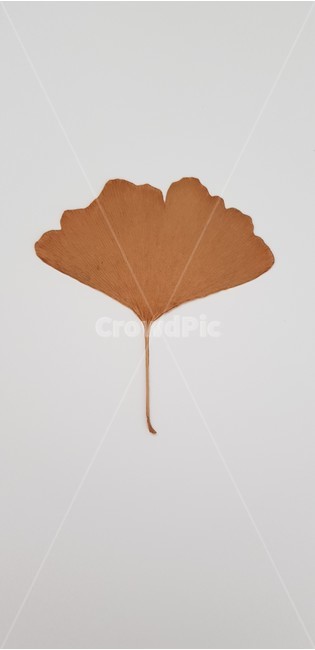가을,은행나무,은행잎,ginkgobiloba,단풍
