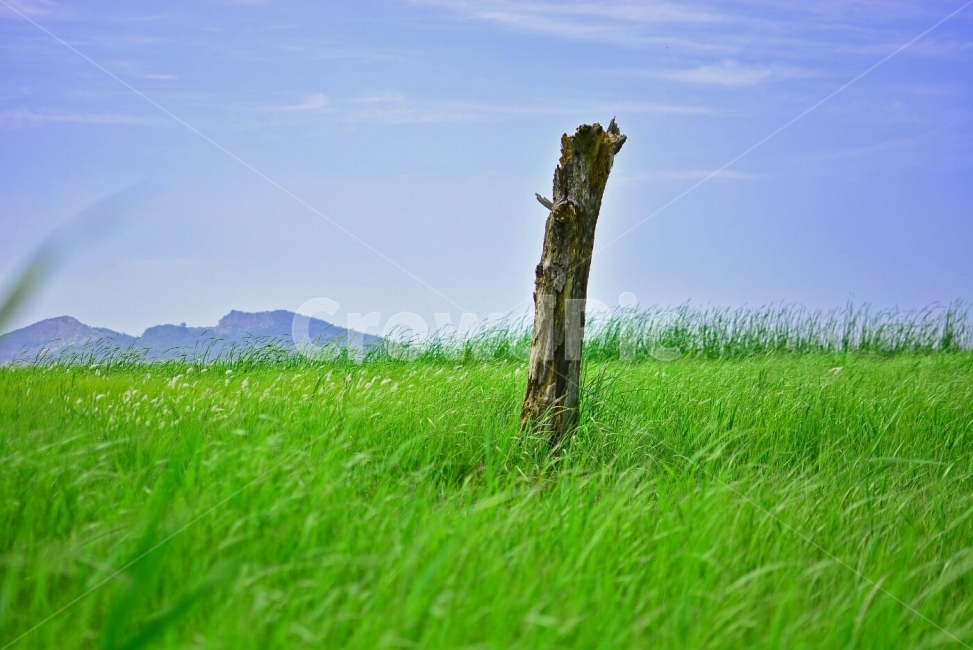 수섬,삘기꽃,화성,풍경,자연,nature,landscape,식물,plants,감성,감정,sensible,feeling,emotion,초원,휴식,힐링,rest,relaxation,healing,green,field,흰색,white,하늘,파란하늘,sky,배경,배경이미지,배경화면,바탕화면,background,한국자연풍경,한국자연경관,korea,시골마을,country,rural,town,산업,industry,industrial,농업,농사,agriculture,farming,간척지,벌판,풀밭,등판,왕따나무,홀로,외로움,혼자,자연,풍경,nature,landscape,식물,plants,나무,trees,wood,들,outdoors,옥외,grassland,목초지
