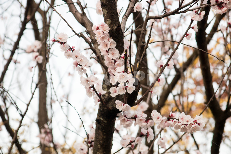 벚꽃,봄,나무,나뭇가지,blossom,식물