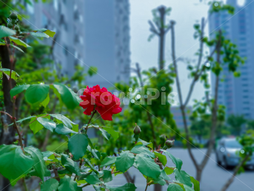 flower,꽃,blossom,plant,식물,rose,장미