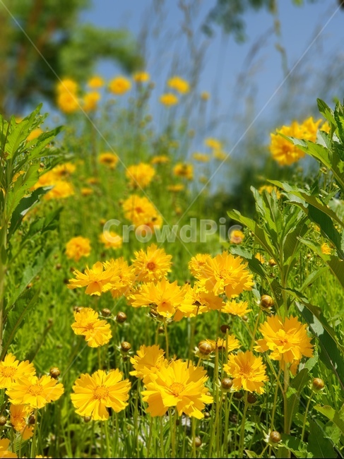 금계국,꽃,노랑,봄,맑음,자연,풍경,5월,봄,계절,spring,season,식물,자연,plants,nature,꽃,flower,plant