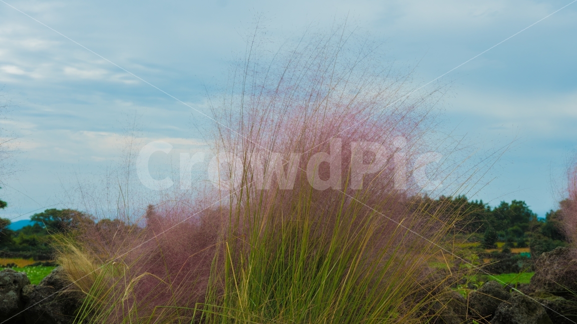 제주도,제주,핑크뮬리,꽃,방주교회,가을,계절,fall,autumn,season,제주도,jeju,jeju island,식물,자연,plants,nature,plant,grass,잔디