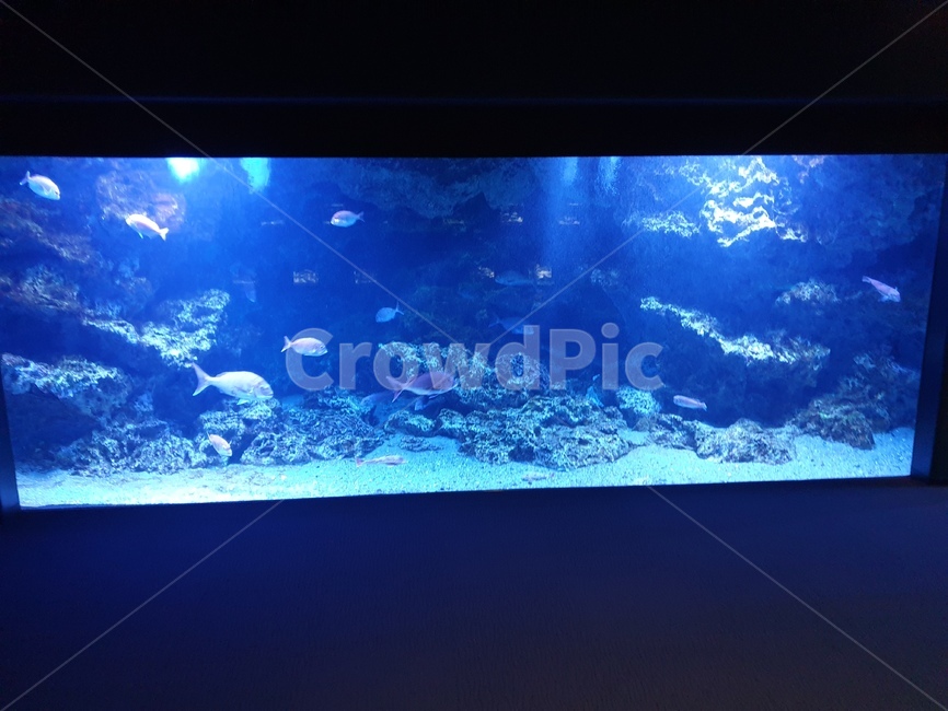 아쿠아리움,열대어,수족관,물고기,해파리,동물,animal,어류,물고기,fish