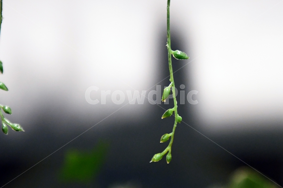 생명,자연,생물,환경,녹색,잎,잎사귀,나뭇잎,물방울,이슬,식물,plants,natrue,식물,자연,plants,nature