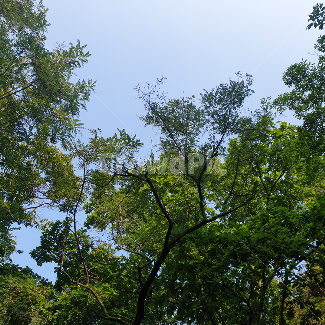 자연,나뭇잎,하늘,sky,leaf,nature,twig,clear,fine,나뭇가지,청명한,깨끗한,색감,color,green,초록