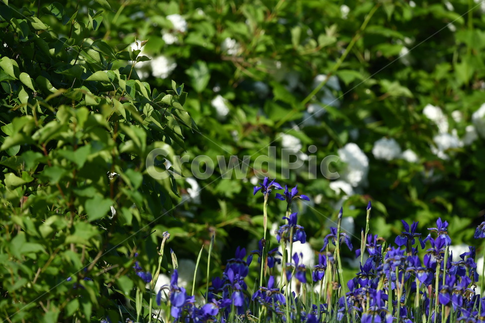 식물,자연풍경,꽃,감성사진,봄,붓꽃,자색,붓꽃과,식물,자연,plants,nature,꽃,flower
