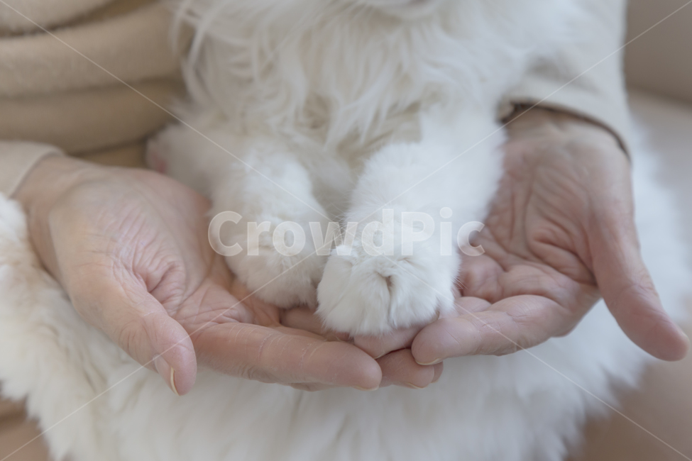 고양이발,사람손,손가락,하얀털,손,동물,animal,포유류,mammal,고양이,cat,kitten,kitty