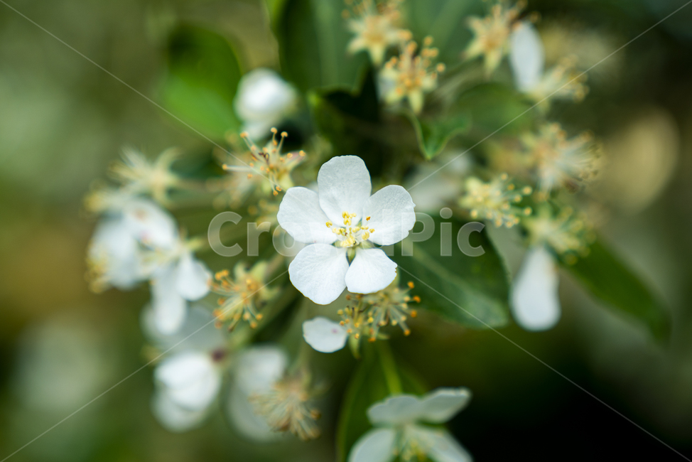 하얀색,꽃,봄,봄꽃,식물,초록색,나무,식물,자연,plants,nature,꽃,flower