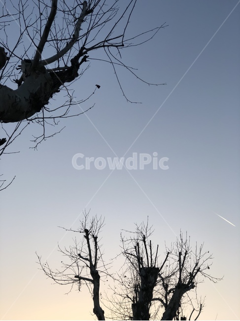 sky,tree,simple,gradation,branch