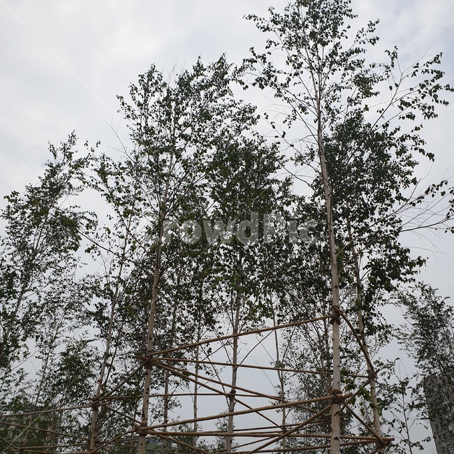 나무,하늘,긴나무,자연,우뚝하다,녹색,높음,식물,tree,plant,tall