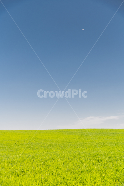 청보리,nature,자연,outdoors,옥외,grassland,목초지,field,들,달,자연,풍경,nature,landscape