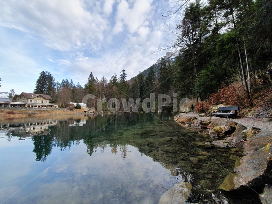 plant,식물,tree,나무,abies,아비,자연,nature,물,water,전나무,fir,outdoors,옥외,블라우제,스위스,인터라켄,호수