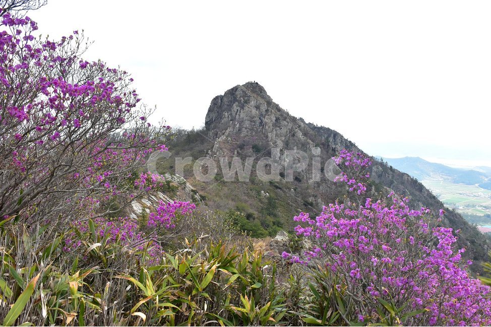 주작산,덕룡산,종주,진달래,풍경,기암,바위,비경,봄풍경,진달래꽃,강진,명산,산행,등산,마운틴,힐링,mountain,landscape,자연,natural,봄,계절,spring,season,자연,풍경,nature,landscape,한국자연풍경,한국자연경관,korea nature landscape,plant,식물,blossom,꽃,flower,outdoors,옥외