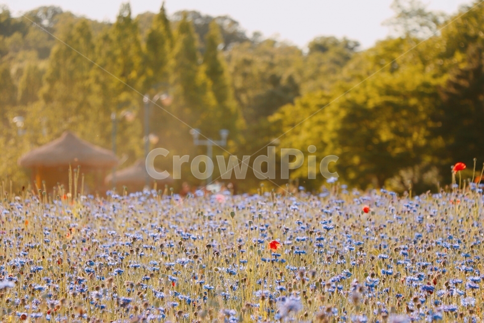 꽃,식물,수레국화,양귀비,축제,자연,감성,감상,감정,자연,풍경,nature,landscape,휴식,힐링,rest,relaxation,healing