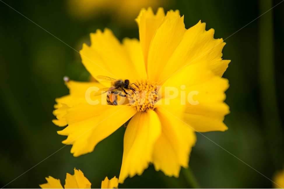 bee,벌,animal,동물,곤충,honeybee,꿀벌,insect,금계국,꽃잎,blossom,flower,꽃,식물,자연,plants,nature,꽃,flower,동물,animal,곤충,벌레,insect,bug
