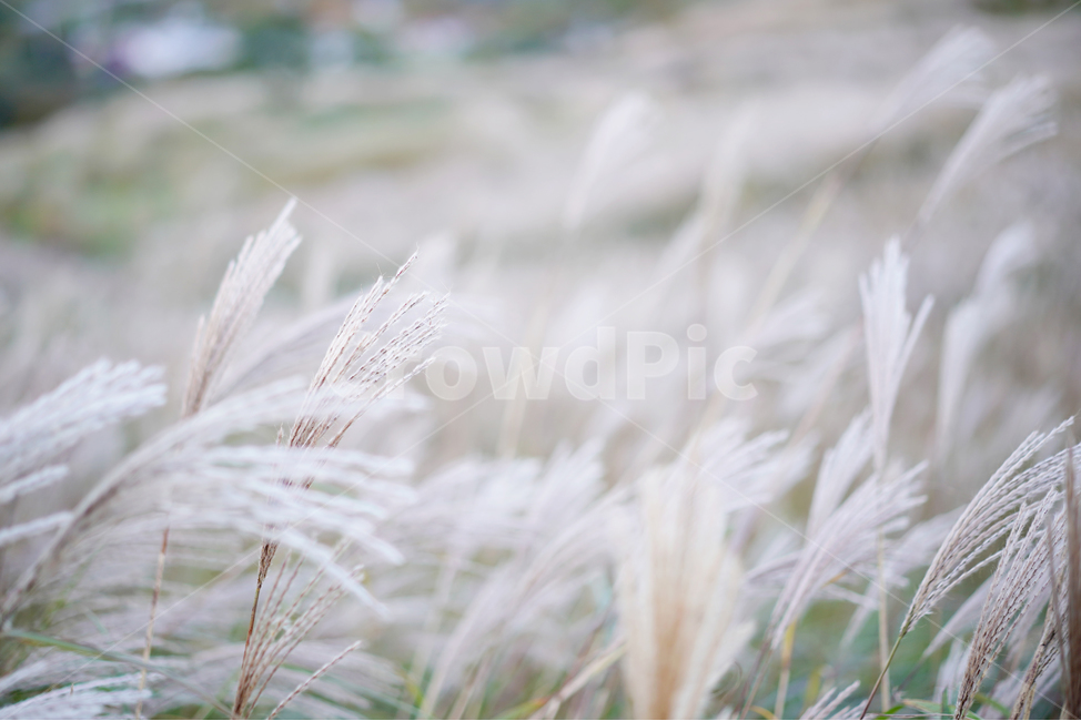 가을,억새,억새밭,힐링,풍경,가을산,쓸쓸함,가을,계절,fall,autumn,season,식물,자연,plants,nature,감성,sensible,feeling,plant,grass,잔디,lawn