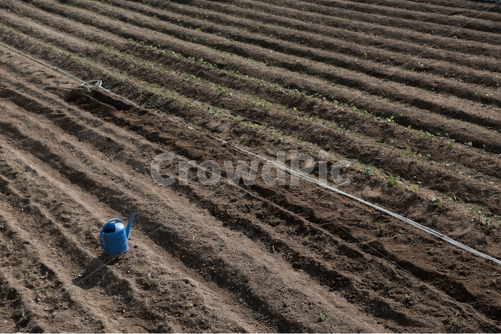 밭,농사,밭고랑,봄,농촌,농업,물뿌리개,산업,industry,industrial,농업,농사,agriculture,farming,farming industry