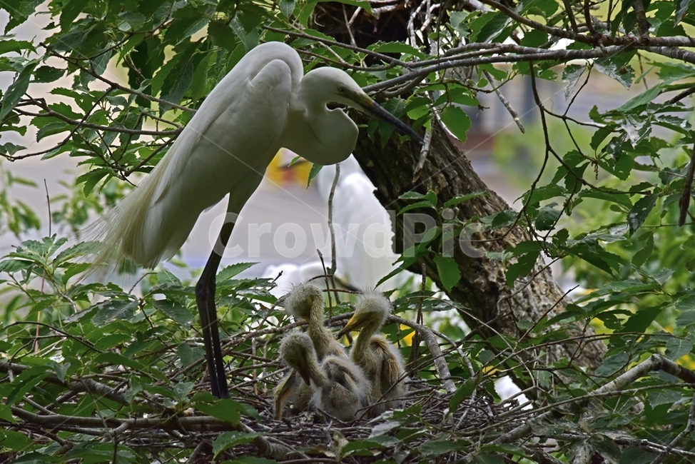 백로,egret,흰이슬,중대백로,여름새,철새,여름철새,외가리과,동물,animal,조류,새,birds
