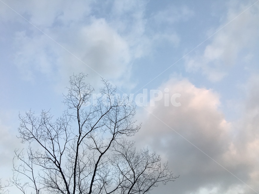 하늘,나무,나뭇가지,자연,겨울,마른나무,앙상한,외로운,겨울하늘,sky,tree,winter,추운,cold,branch,풍경,배경,nature,background,lonely,쓸쓸,고요,겨울풍경,자연,풍경,nature,landscape,plant,식물