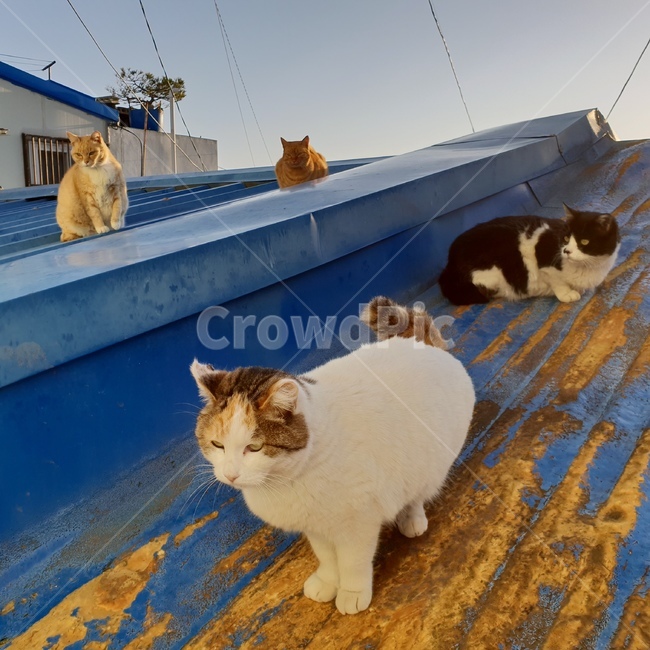 고양이,동물,야옹이,냥이,귀여움,동물,animal,포유류,mammal,고양이,cat,kitten,kitty