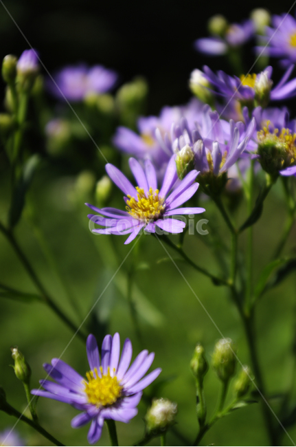 식물,plant,flower,꽃,blossom,자연,식물,자연,plants,nature,꽃,flower