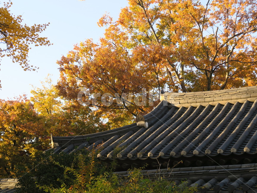 단풍,나무,가을,tree,leaf,잎,전통가옥,한옥