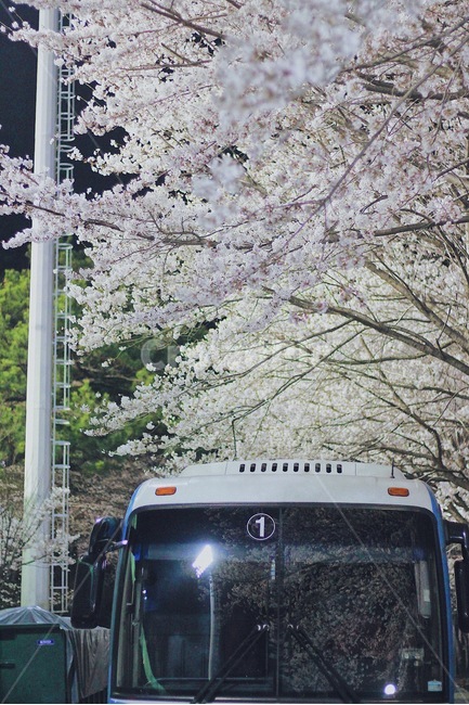 벚꽃,버스,감성사진,캠퍼스,봄,야경,봄,계절,spring,season,야경,밤,풍경,nightscape,night,landscape,교통,교통수단,traffic,transportation
