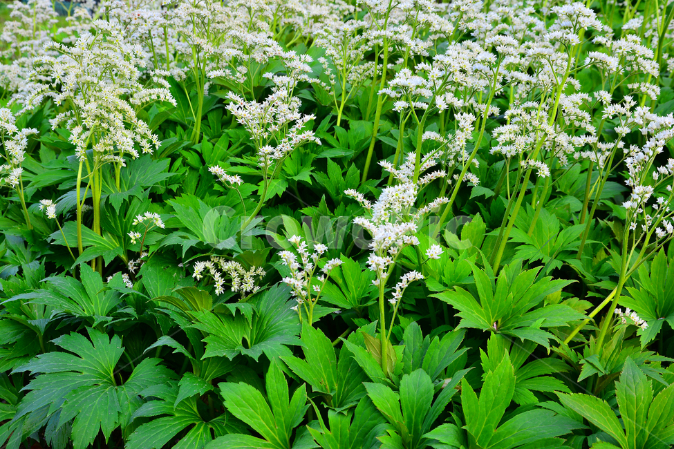 돌단풍,봄꽃,봄이미지,야생화,우리꽃,flowers,white,green,앞마당,정원,가든,꽃밭,garden,절정,가득,꽃피다,아름다운,예쁜,식물,자연,봄,계절,spring,season,식물,자연,plants,nature,꽃,flower,plant,potted plant,화분,jar,항아리,vase,병 장식,pottery,도기류