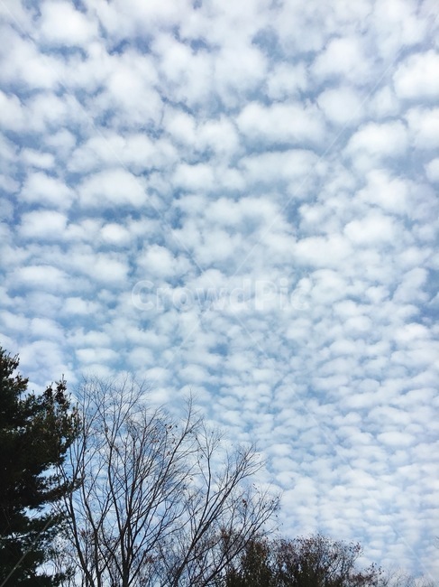 구름,나무,하늘,뭉게구름,cloud,trees,하늘감성,구름감성