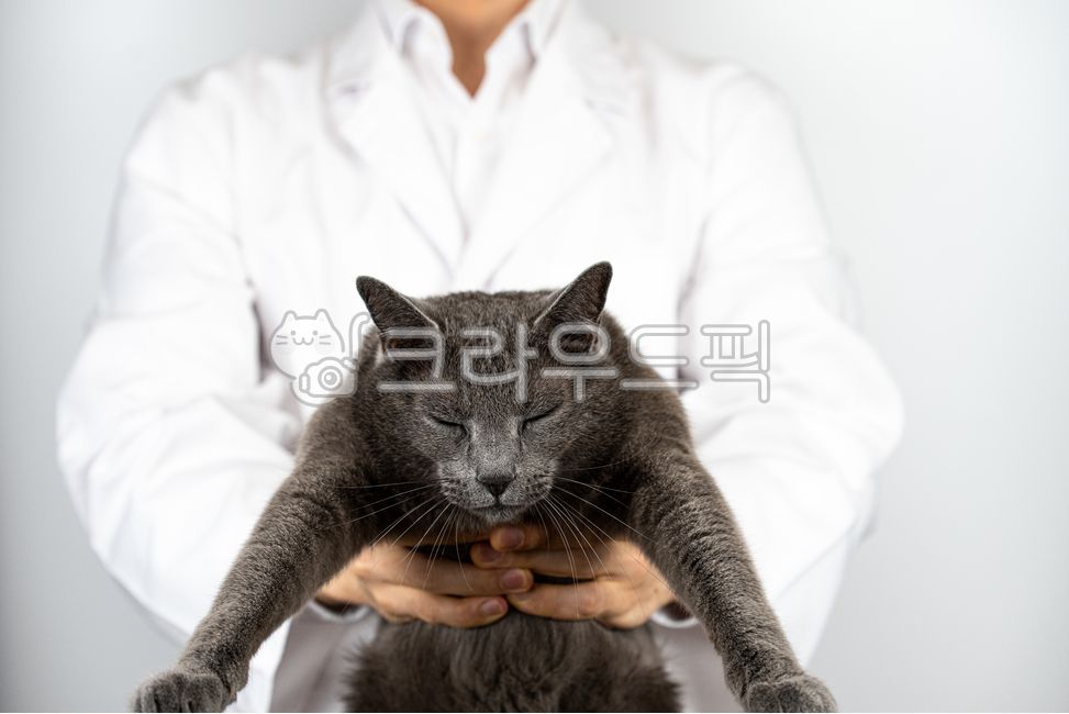 수의사,고양이,비만,발톱,귀,동물,병원,애완동물,건강,주의,의료검진,고통,전문,배경