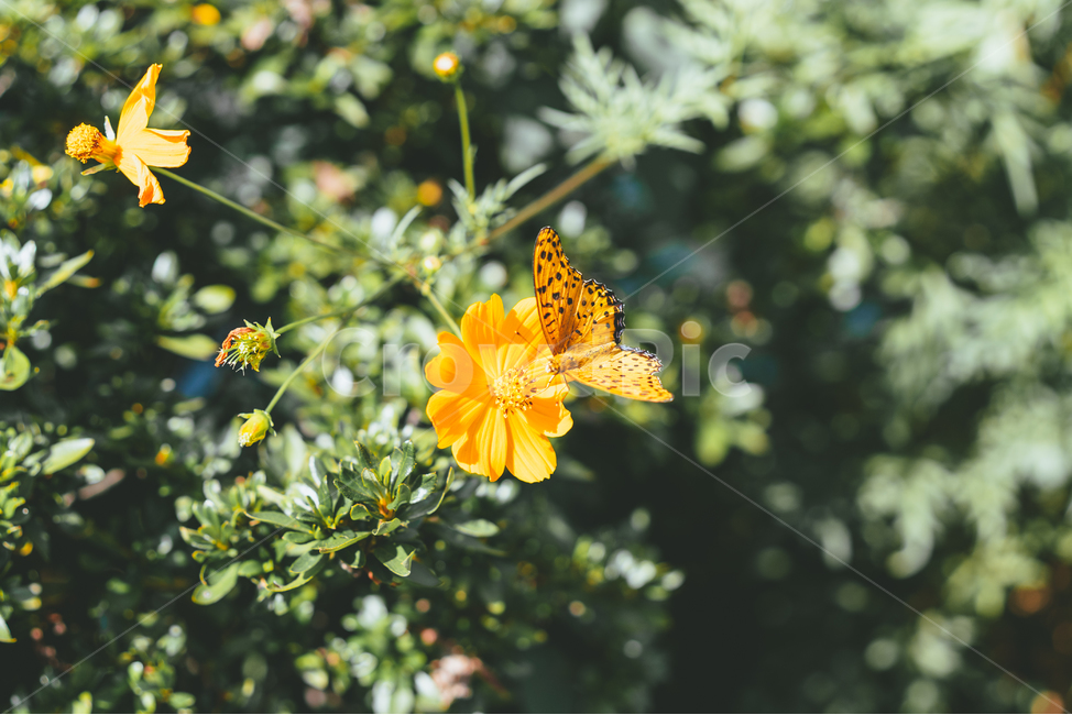 나비,호랑나비,노랑나비,자연,곤충,butterfly,swallowtailbutterfly,꽃,flower