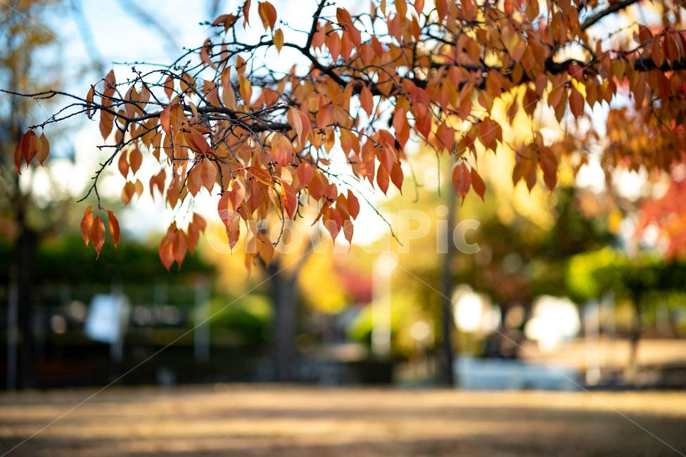 가을,단풍,빛,따스함,늦가을,가을,계절,fall,autumn,season,식물,자연,plants,nature,plant,leaf,잎,tree,나무
