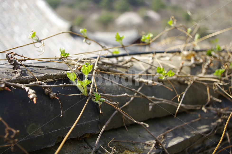 한국,새싹,넝쿨,기와,지붕,담,식물,자연,plants,nature