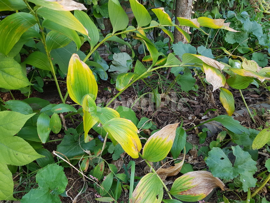 둥굴래,식물,열매,leaf,plant,식물,자연,plants,nature