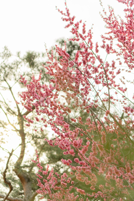 plant,식물,flower,blossom,꽃,봄,spring,매화,봄꽃,홍매화,봄,계절,spring,season