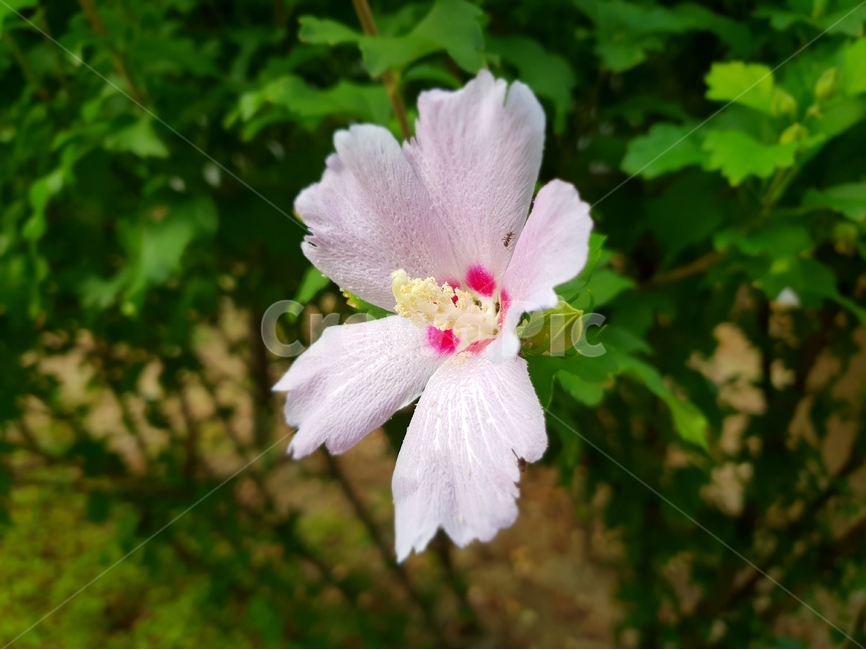 꽃,식물,무궁화,접사,여름꽃,flower,식물,자연,plants,nature,꽃,flower