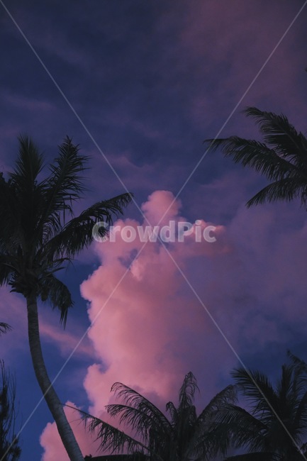 해질녘,야경,노을,핑크하늘,핑크구름,tree,나무,plant,식물,palmtree,arecaceae,야자수,일몰,황혼,자연,풍경,nature,landscape,색깔,색상,색채,색감,color sense,color sensitivity,feeling of color,palm tree,outdoors,옥외